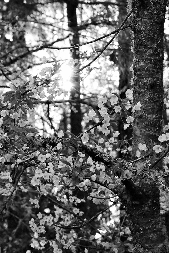 Cherry Blossoms
