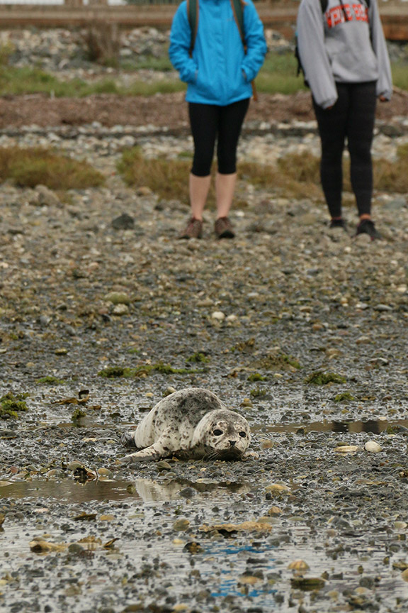 Harbor Seal