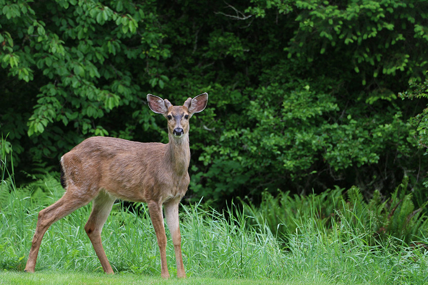White Tail Deer
